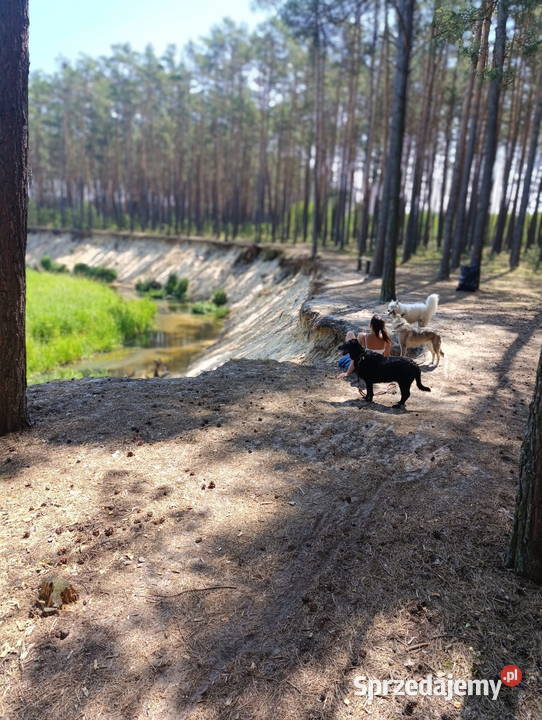 Hotel Psów Jona Wilcza Przystań łódzkie Piotrków Trybunalski