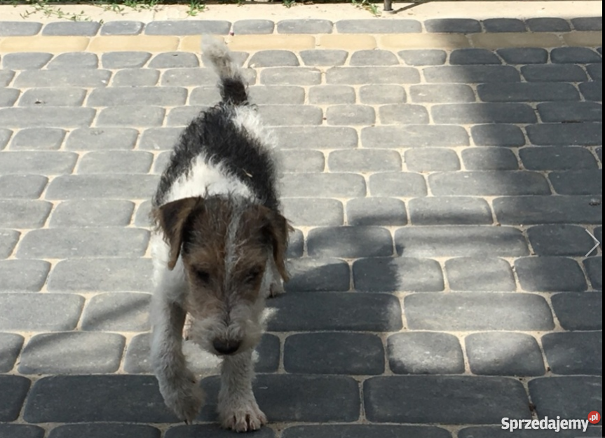 Foksterier Szorstkowłosy Tricolorszczeniak Kurów
