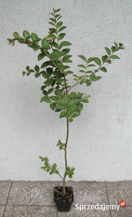 LAGERSTROEMIA BEZ POŁUDNIA sadzonki 100 w don