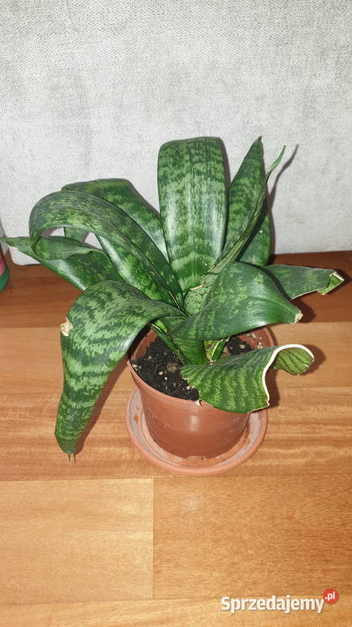 Sansewieria wysokość 27 sansa