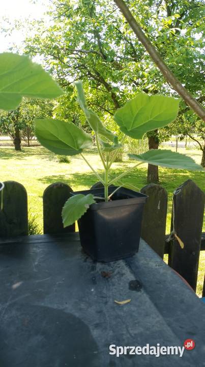 Paulownia 30 sztuka Czarzyzna