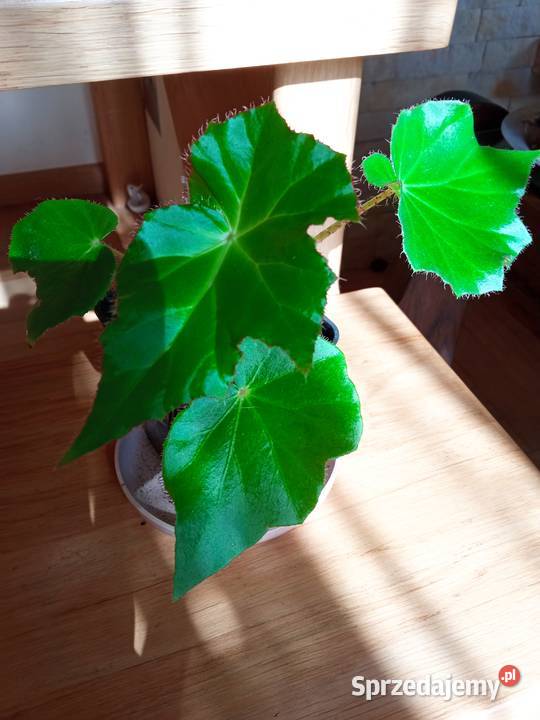 A może fiołka begonię Białystok