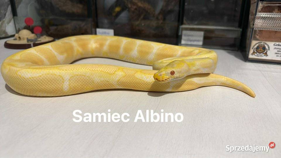 Wąż pyton królewski boa