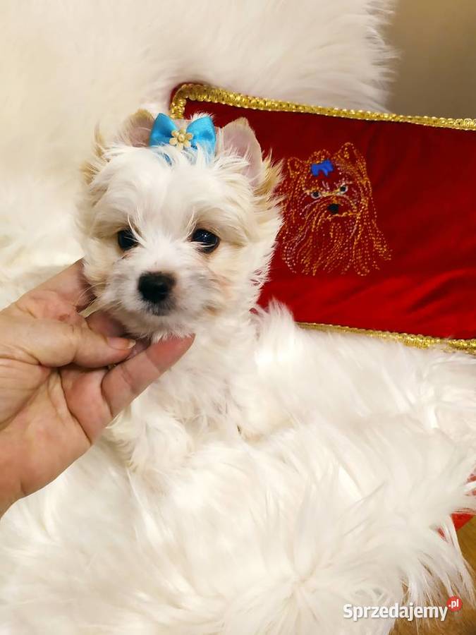 Maleńki samczyk Alus Golddust Yorkshire terrier Orzesze