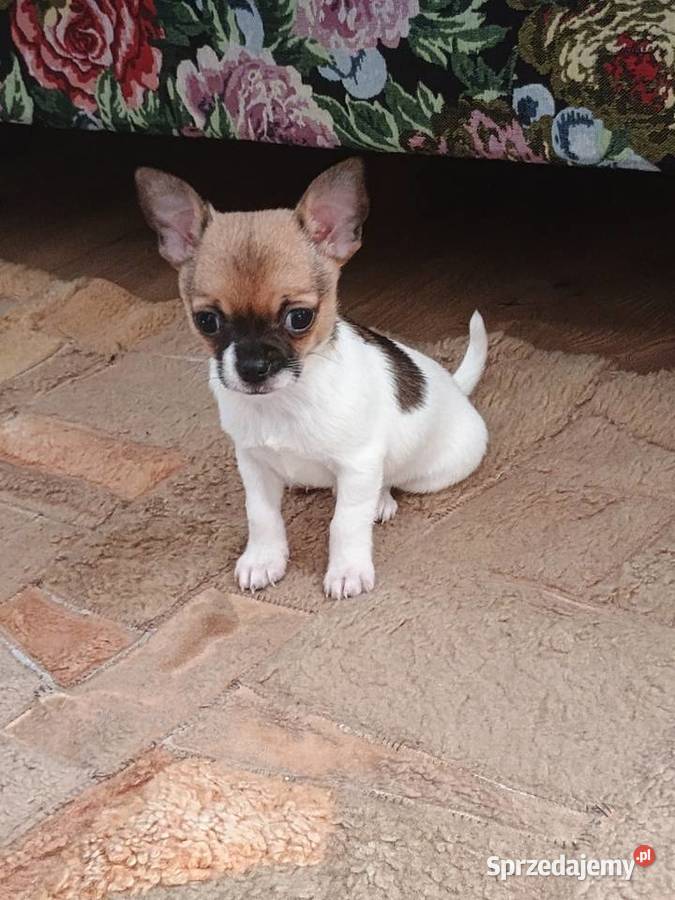 Chihuahua XS chłopiec Diament Kleszczów
