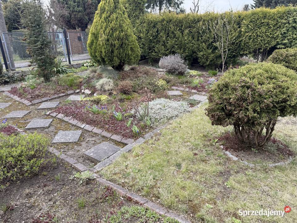Ogródek dzialkowy ROD Azalia w Piekarach 145zł/m2 Piekary Śląskie