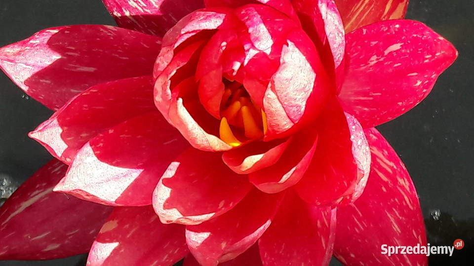 Lilia wodna Nenufar Sarzyna