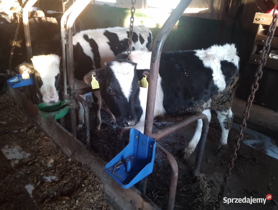 Odsadki podlaskie Krasnopol