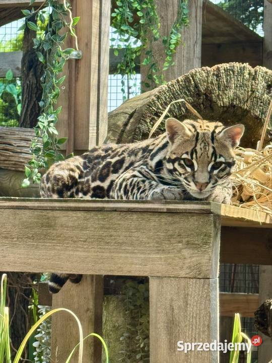 Ocelot wielki Pozostałe śląskie Bielsko-Biała sprzedam