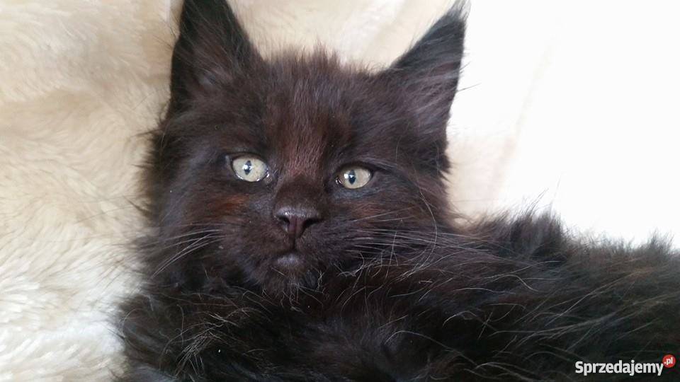 maine coon czarny kocurek Lubin