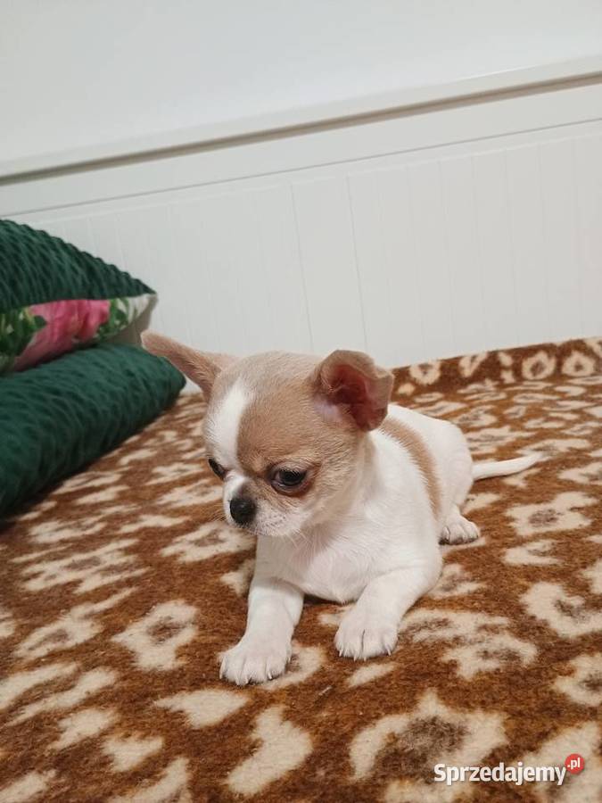 Chihuahua malutki przytulasek chip rodowód Kleszczów