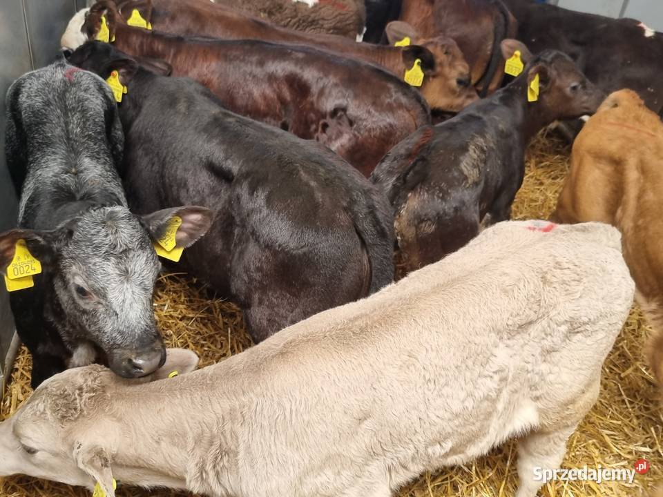Byczki Jalowki na paszę Bydgoszcz