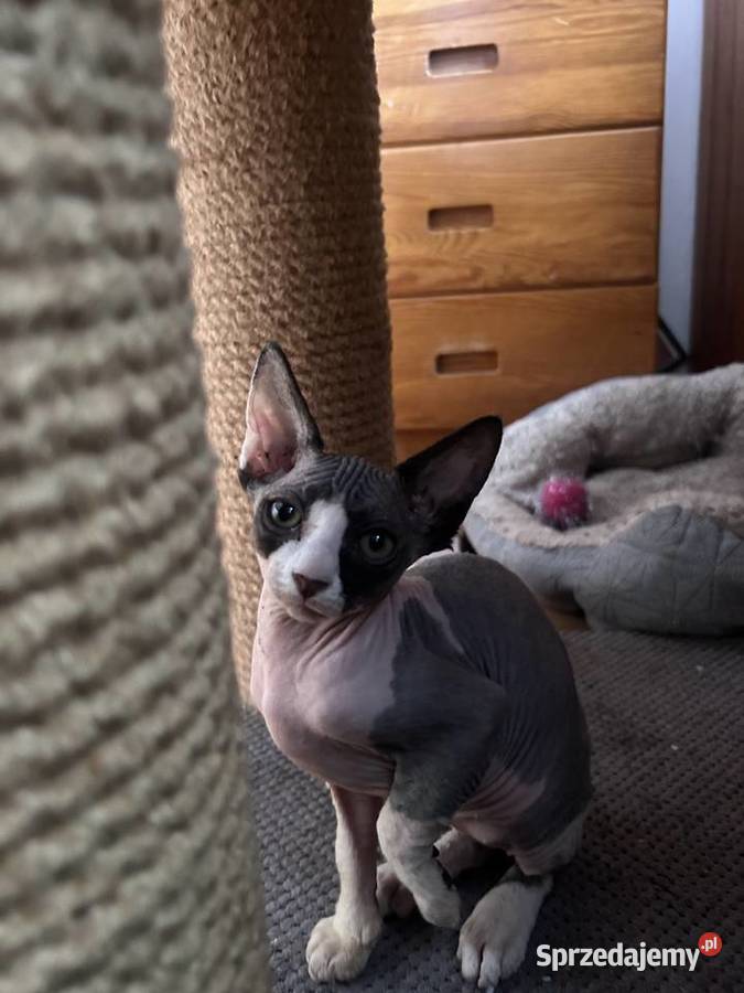 Piękna kotka sfinks do odbioru Łódź