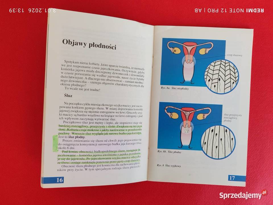 Kiedy jestem płodna a kiedy nie Alina Katowice