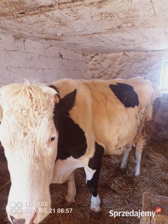 Krowa z cielakiem Bydło Suwałki
