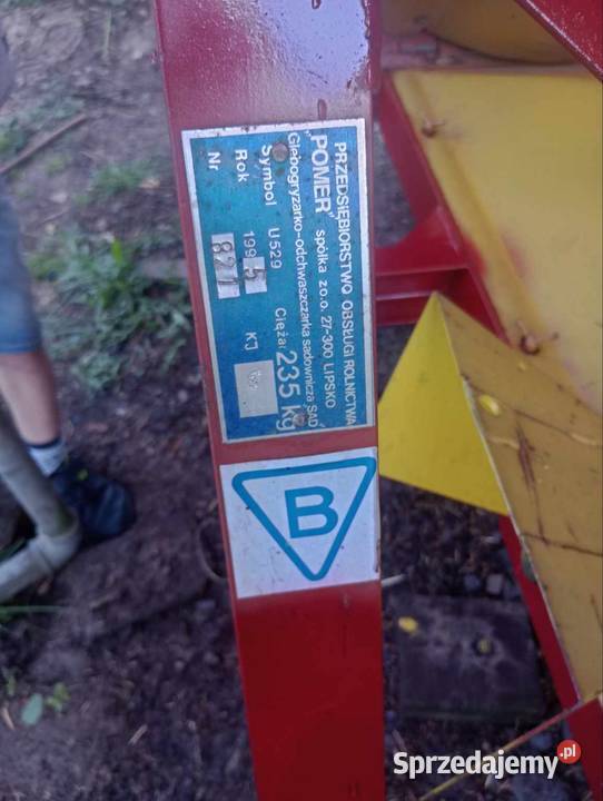 Glebogryzałka boczna podkoronowa nieuszkodzony Chynów