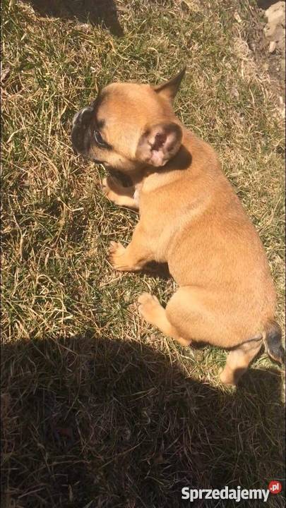 Buldog Francuski Wrocław