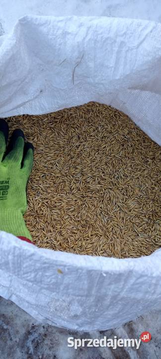Owies pszenica Zduńska Wola sprzedam