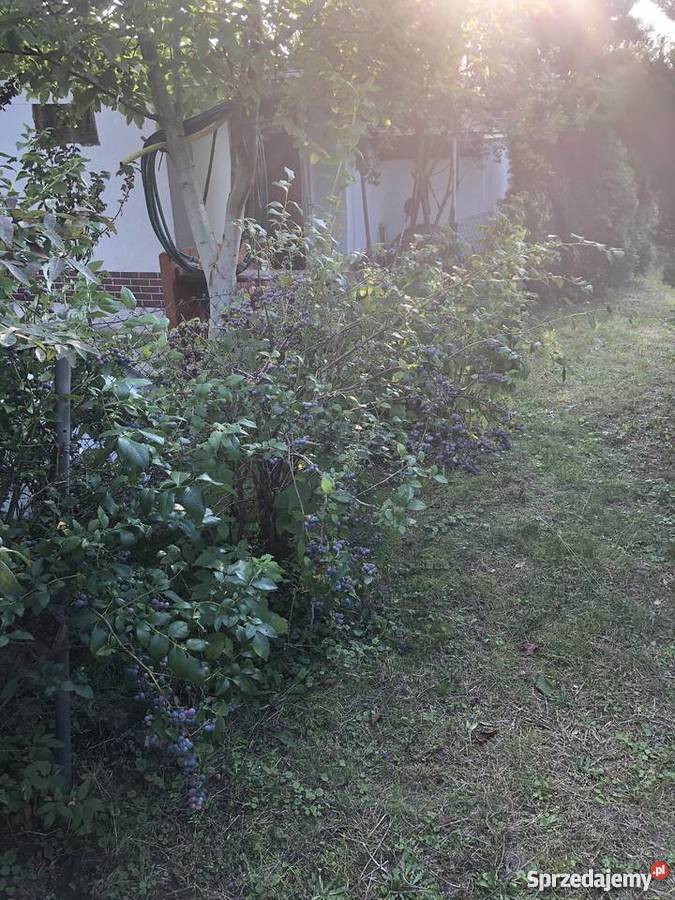 Ogródek działkowy Żory