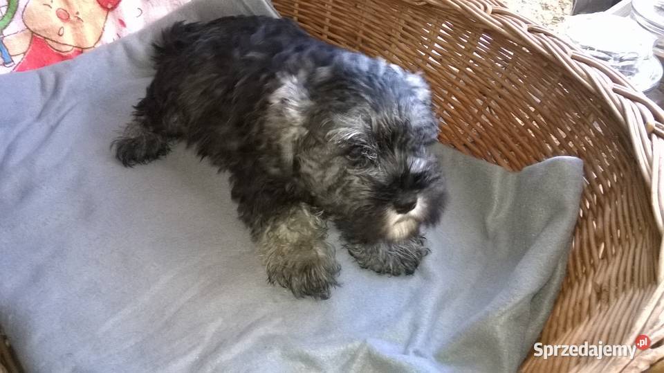 sznaucer miniaturowy