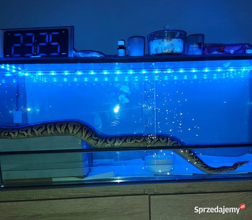 Pyton królewski samiec 2 lata z terrarium i Zabrze