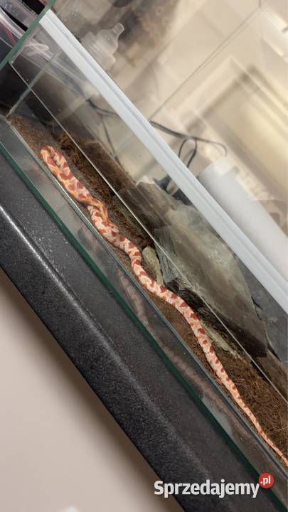 Wąż zbożowy z terarium komplet Gorzów Wielkopolski