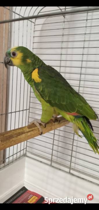 Amazonka niebieskoczelna 2024r Zielonka