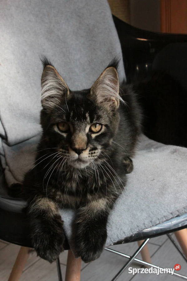 Super Kocięta Maine coon sprzedam mazowieckie