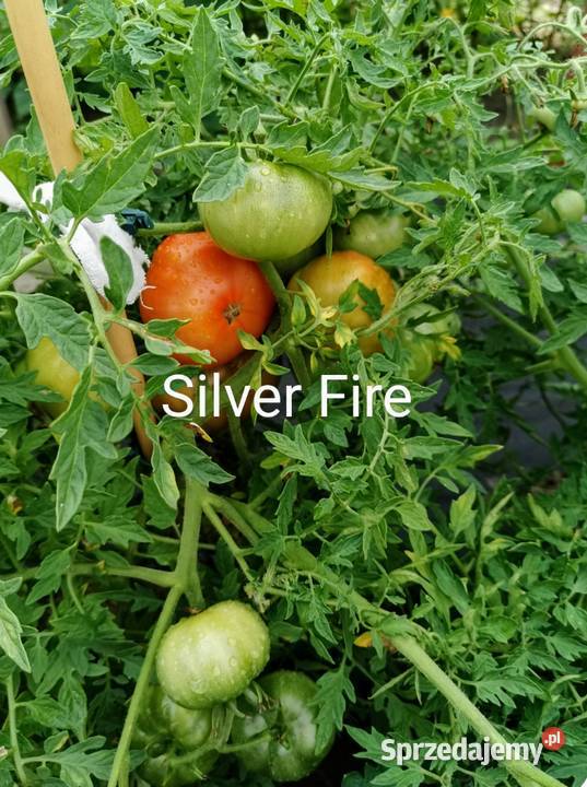 Pomidor niski Silver Fire plenny nasiona 2025