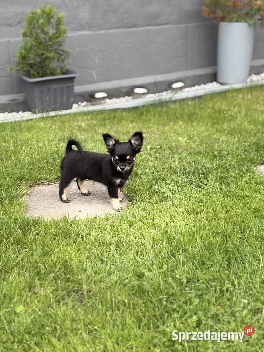Chihuahua długowłose śląskie