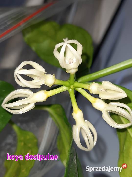 Hoya decipulae mazowieckie