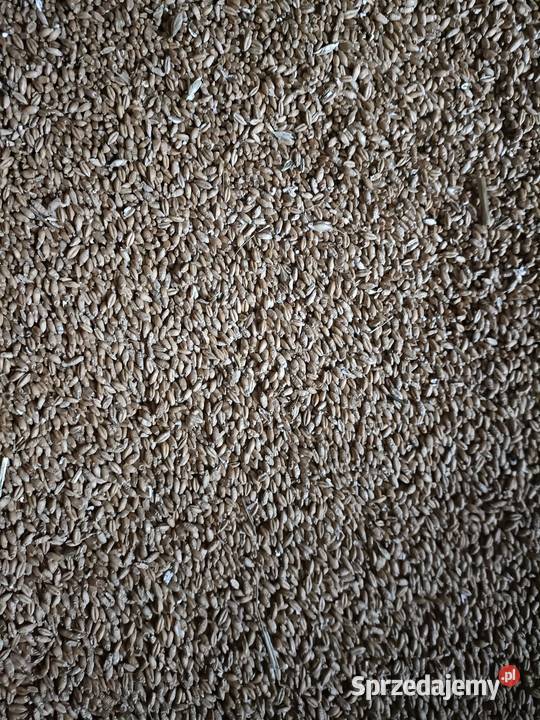 Przenżyto Stare Żukowice