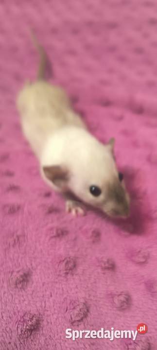 Szczury Dumbo Syjamskie Rasowe Lubin