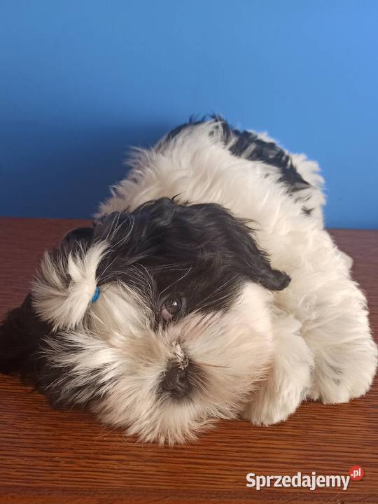 Shih Tzu piesek 4pokoleniowy rodowód ZHPR UCI Zawiercie