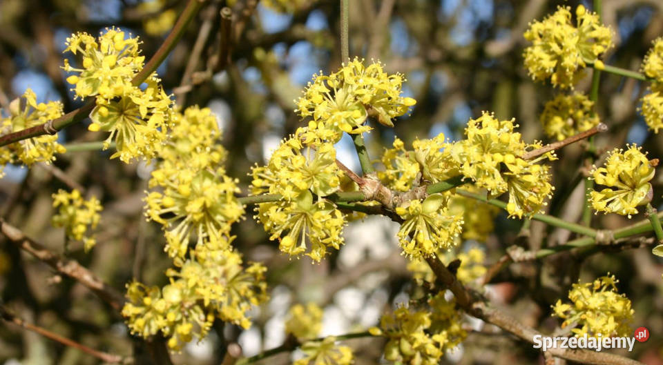 DEREŃ JADALNY Cornus mas NASIONA 50 sztuk 10g Lubanie