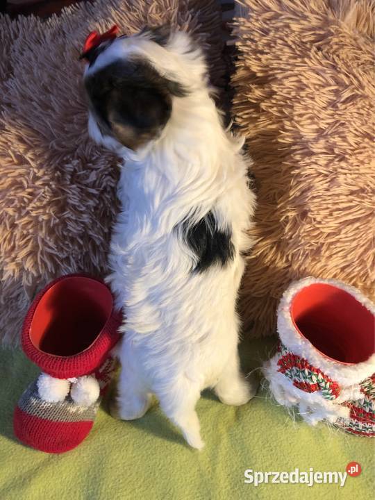 Suczka york biewer Ajsze rodowód IHR