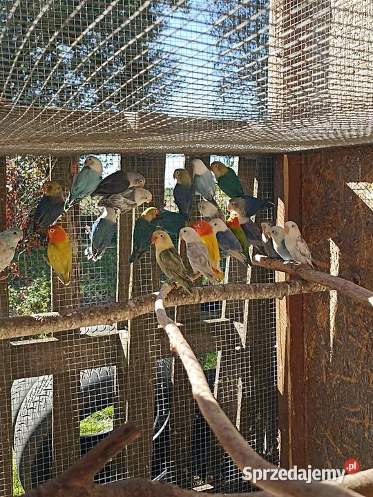 Nierozłączki fischera 2025 Albinów