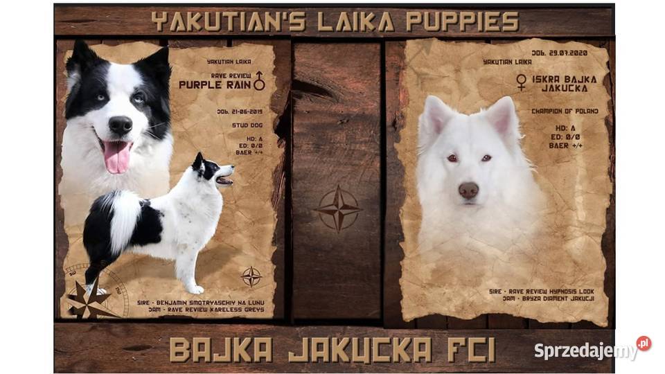Łajka Jakucka TREZOR Bajka Jakucka FCI Pozostałe