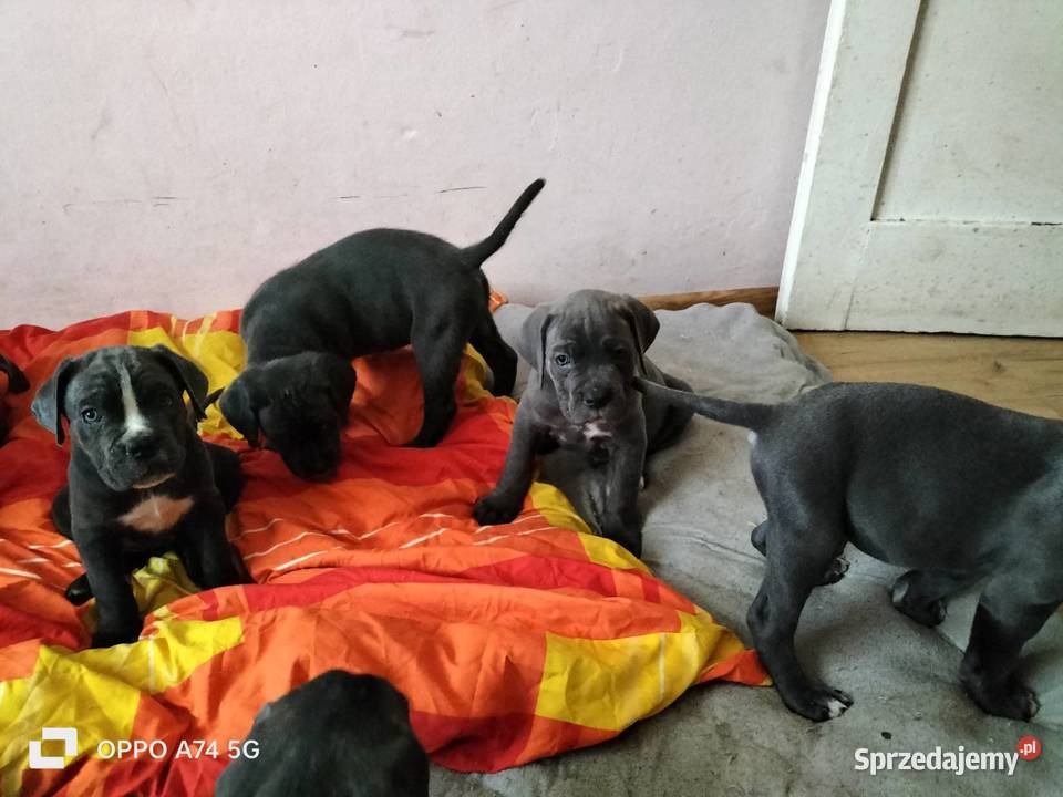 8 wspaniałych szczeniaczków cane corso mazowieckie Siedlce