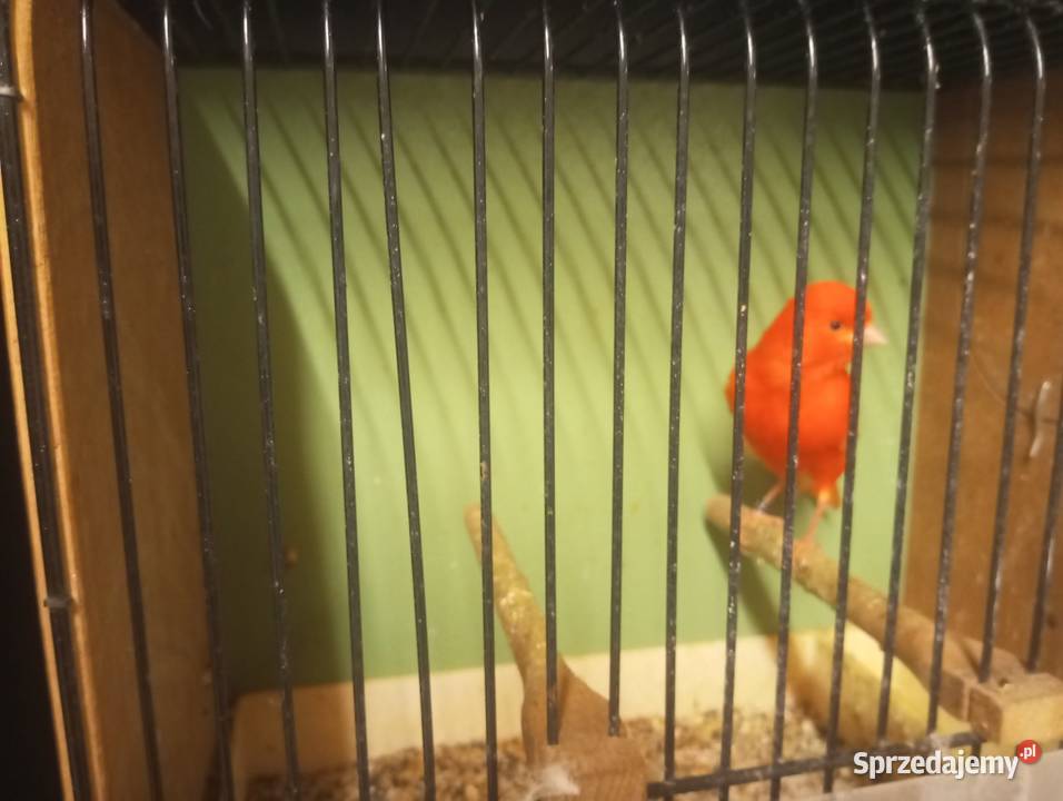 Sprzedam kanarka samca małopolskie Gródek nad Dunajcem