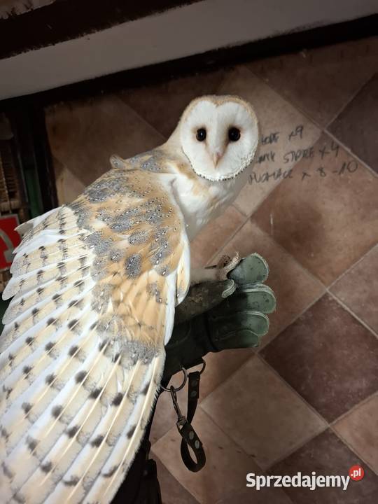 Sowasowy para lęgowa płomykowka płomykowki Mnichus