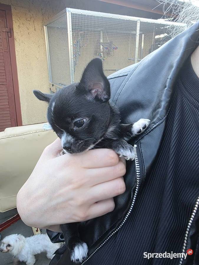 Chihuahua sunia krótkowłosa Łódź