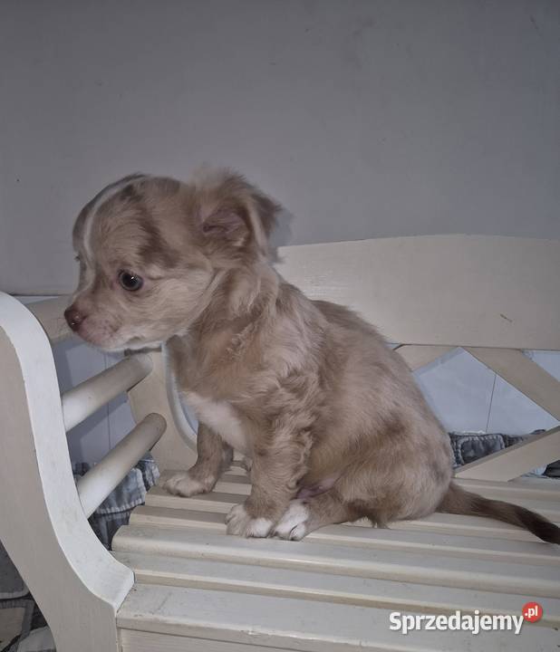 Chihuahua długowłosy piesek o wyjątkowym sprzedam