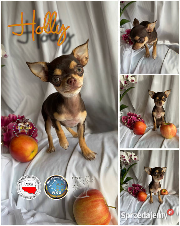 Chihuahua suczki z rodowodem black tricolor tan świętokrzyskie Skarżysko-Kamienna