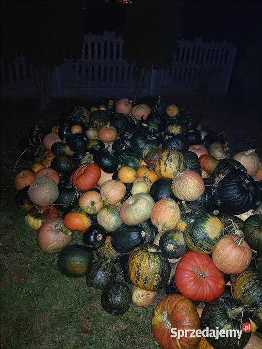 Sprzedam dynię Ropczyce sprzedam