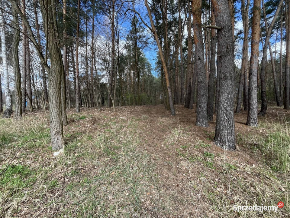 działka 2618 m2 w OblasachKsiężę asfalt Oblasy sprzedam