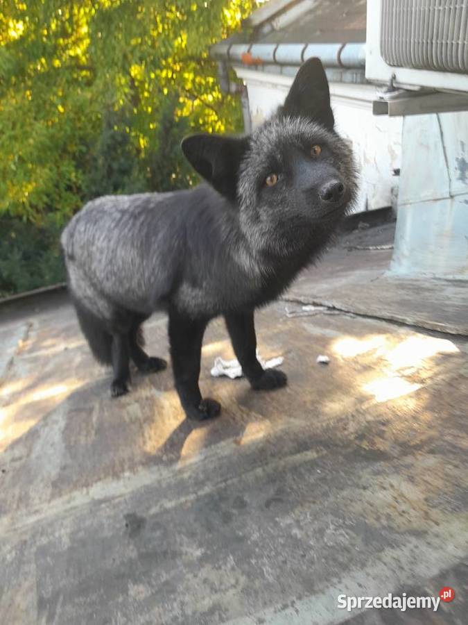 Lis europejski Nisko