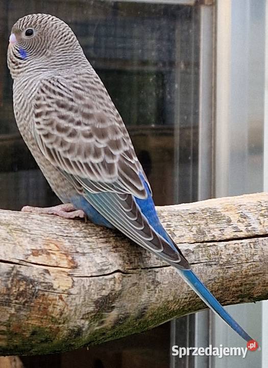 papużka falista blackface łatwo się oswaja może Wrocław sprzedam