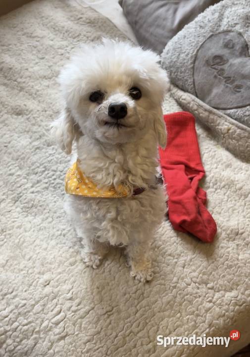 Hotel psów Hotelik psów Florkowo Pozostałe zachodniopomorskie Łowiska