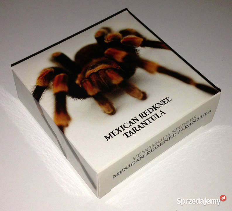 MEXICAN REDKNEE TARANTULA Venomous Spiders Warszawa